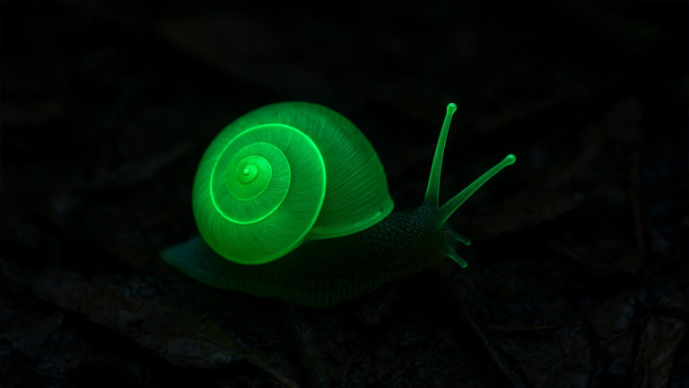Species restored: glow-in-the-dark snails make a comeback