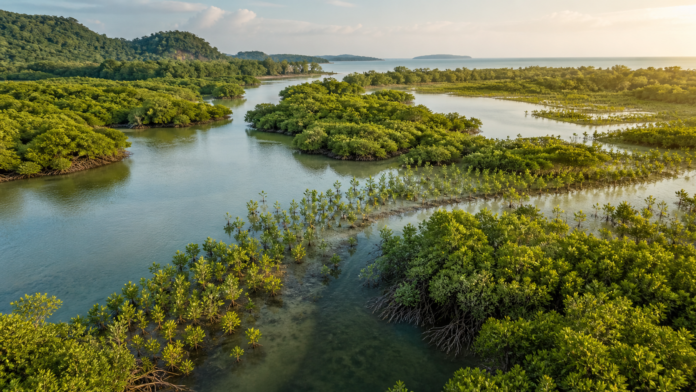 Aerial view of healthy mangrove forest and young trees growing along winding tropical tidal channels